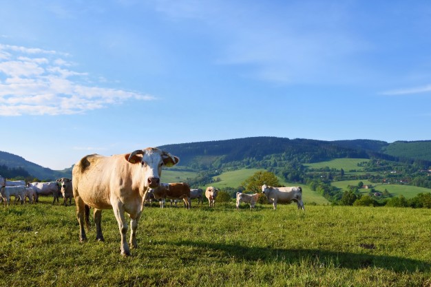 ¿Cómo funciona la depuradora para finca rural?